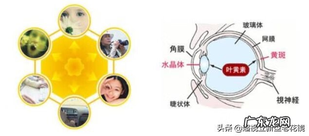 叶黄素是干什么的 叶黄素是什么东西