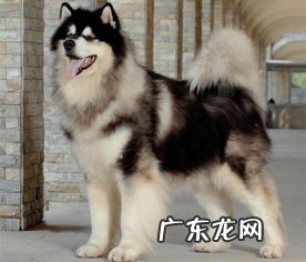 阿拉斯加犬小狗多少钱一只 阿拉斯加小狗崽图片大全