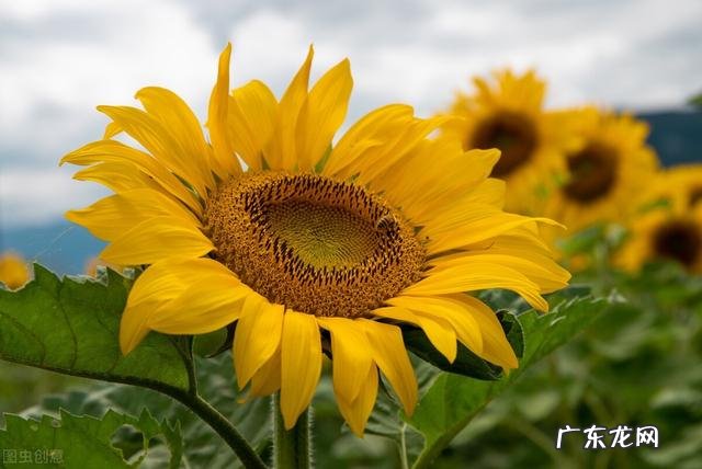 高考满分作文开头结尾 高考满分作文开头摘抄