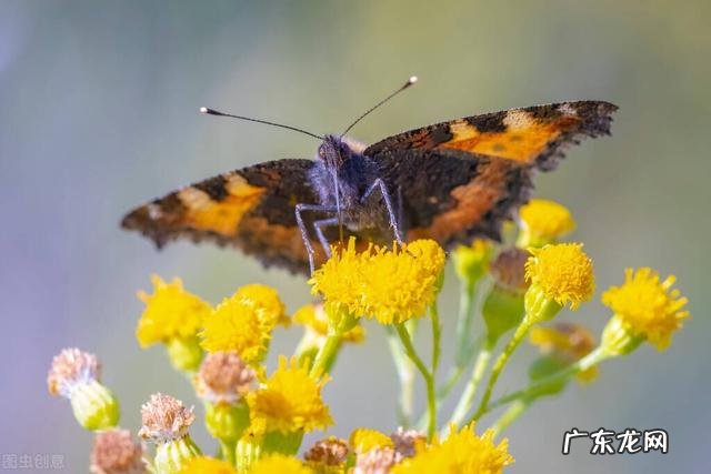 高考满分作文开头结尾 高考满分作文开头摘抄