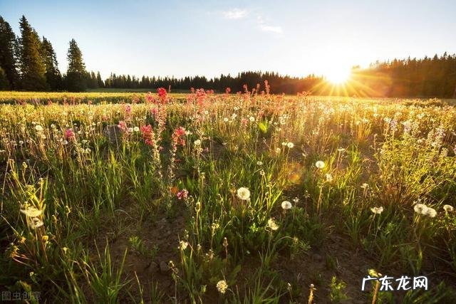 高考满分作文开头结尾 高考满分作文开头摘抄