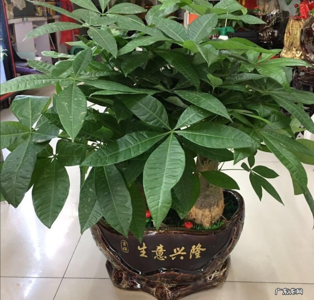 家里风水树有几种 5种风水树