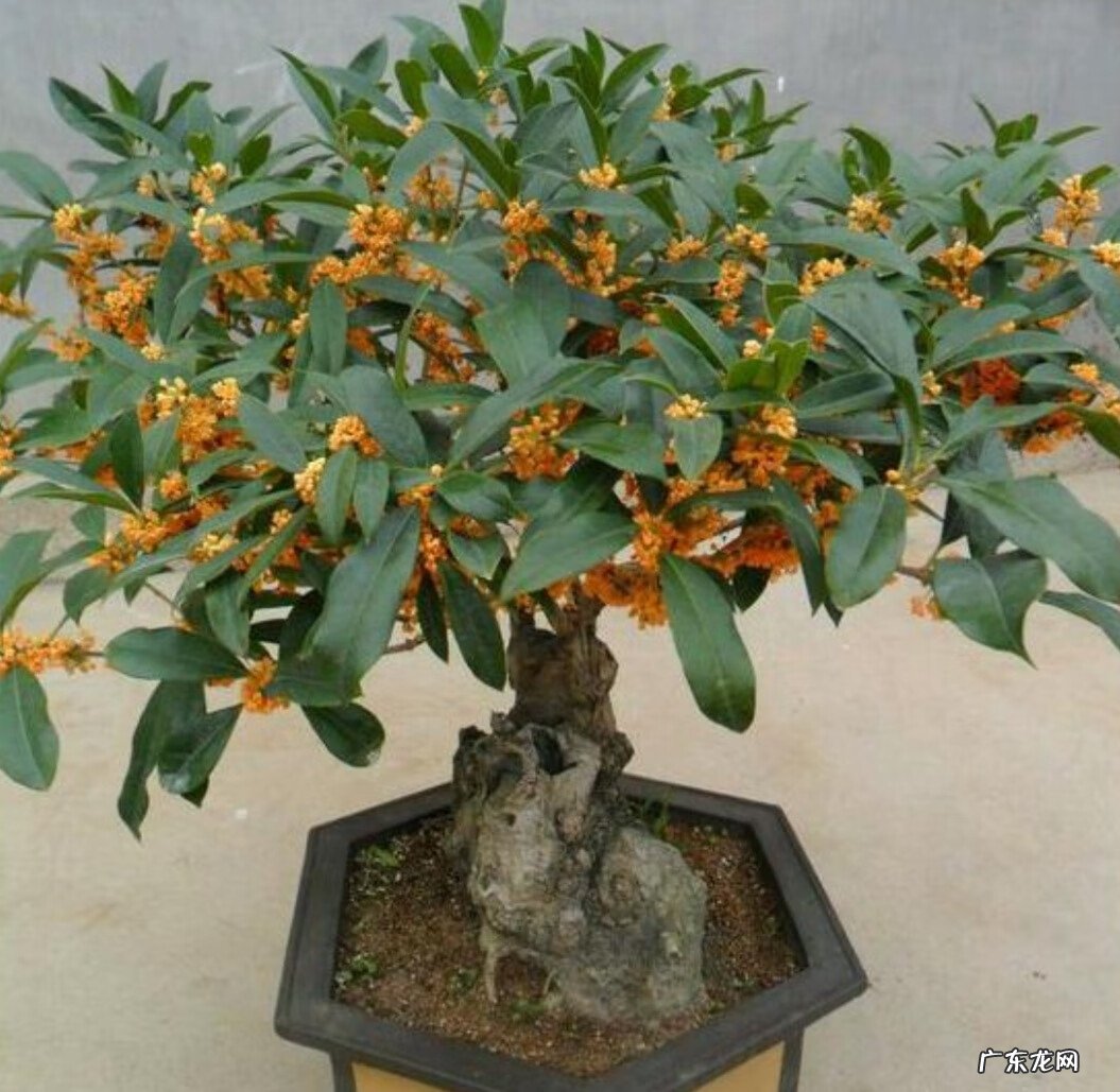 家里风水树有几种 5种风水树