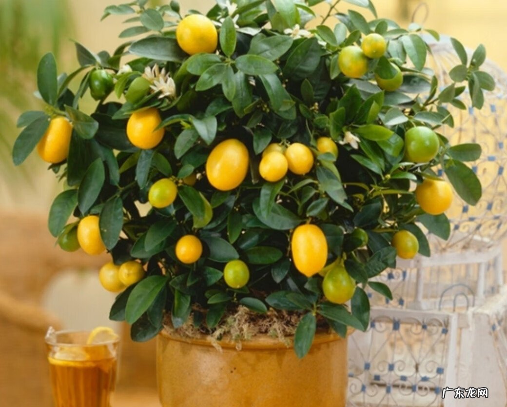 家里风水树有几种 5种风水树