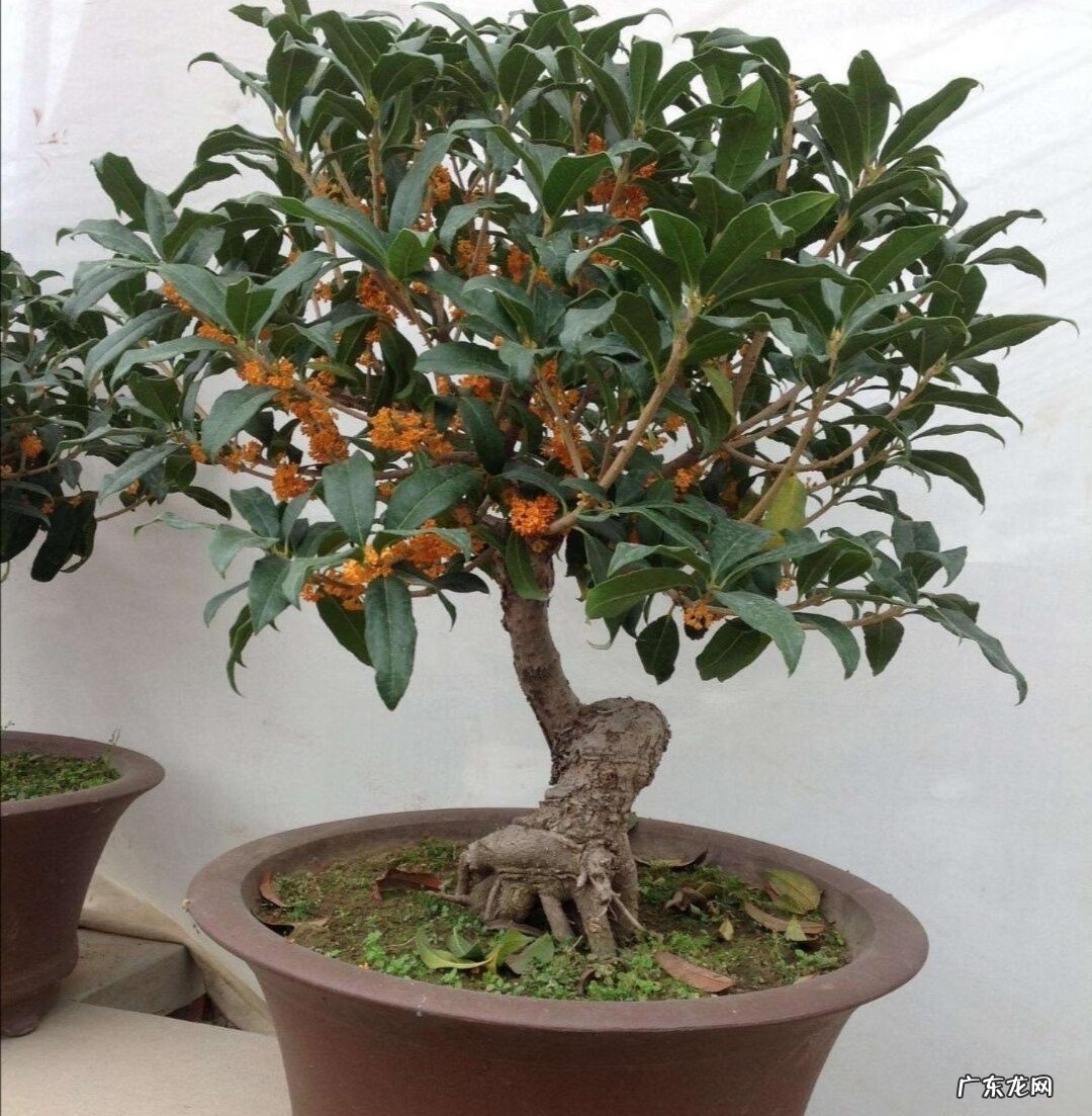 家里风水树有几种 5种风水树