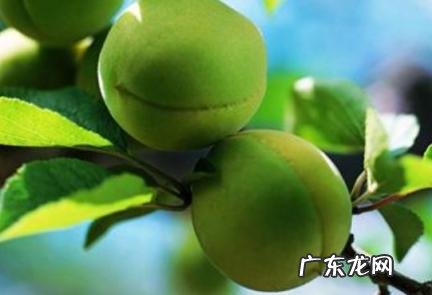青梅几月份最好 青梅几月份最好吃