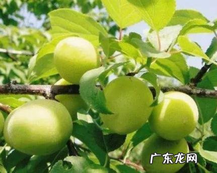 青梅几月份最好 青梅几月份最好吃