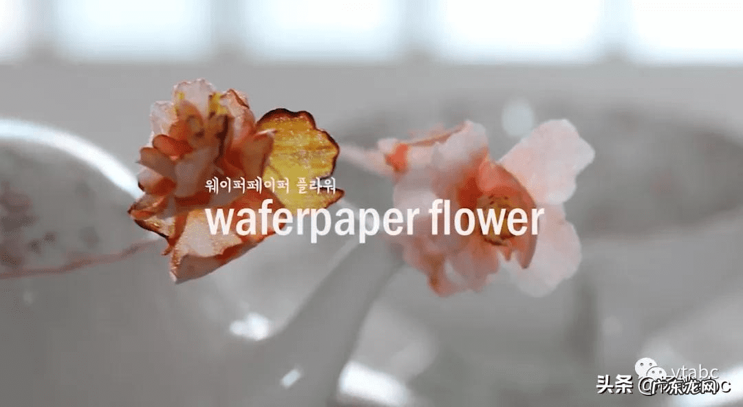 可食用糯米纸 糯米纸哪里有卖