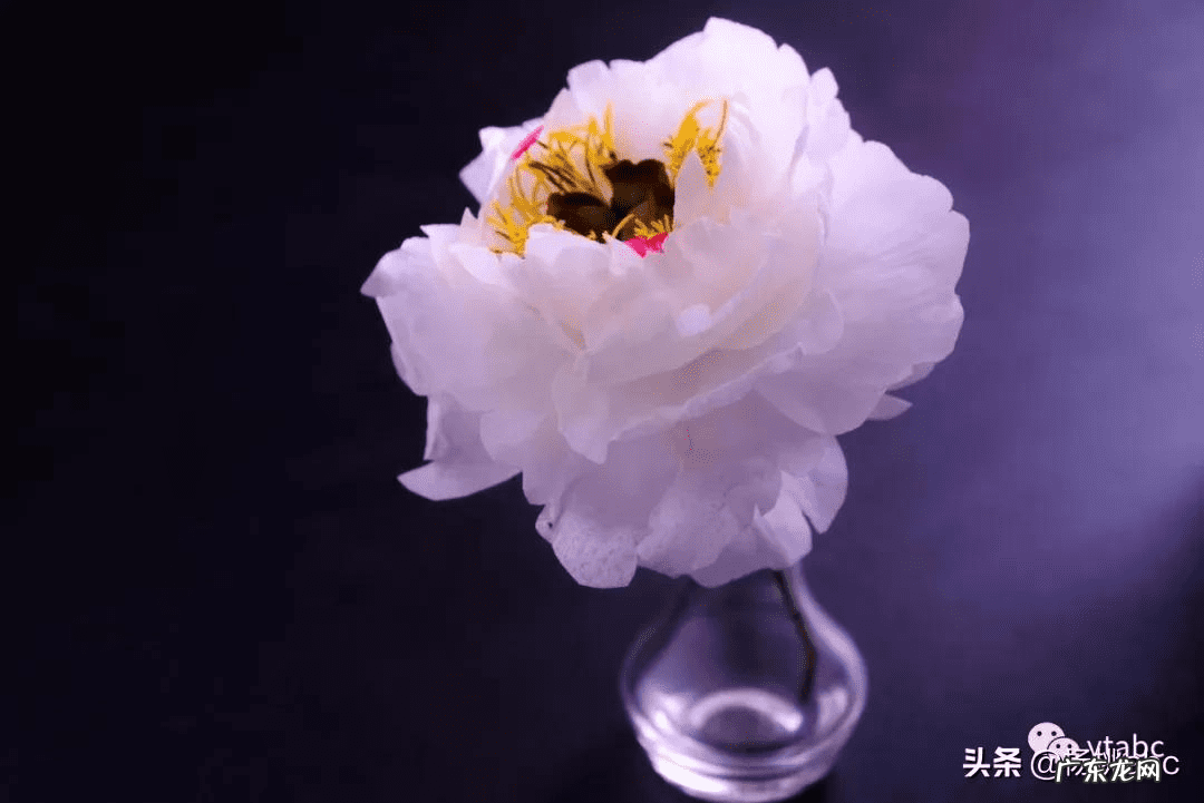 可食用糯米纸 糯米纸哪里有卖