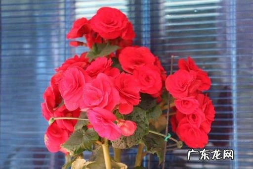 海棠花哪个品种最好看适合家养 哪种秋海棠花最好看