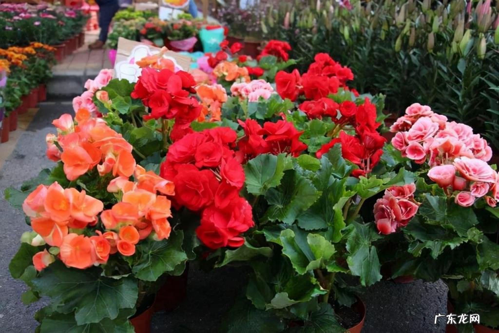 海棠花哪个品种最好看适合家养 哪种秋海棠花最好看