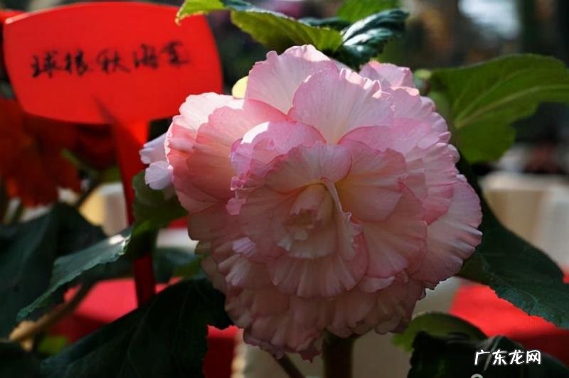 海棠花哪个品种最好看适合家养 哪种秋海棠花最好看