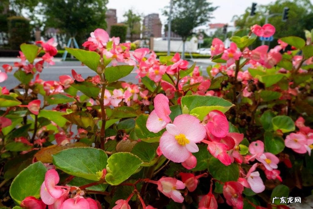 海棠花哪个品种最好看适合家养 哪种秋海棠花最好看