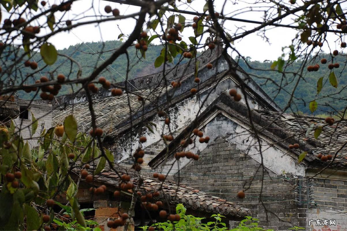 移植大树还需要注意哪些问题 移树有什么风水讲究