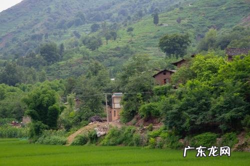 移植大树还需要注意哪些问题 移树有什么风水讲究