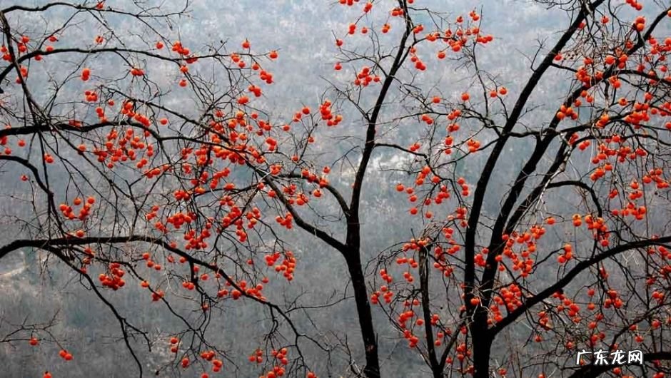 移植大树还需要注意哪些问题 移树有什么风水讲究