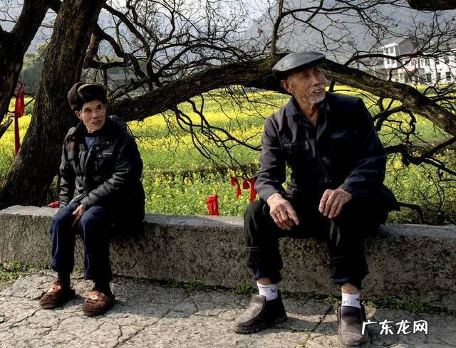 移植大树还需要注意哪些问题 移树有什么风水讲究