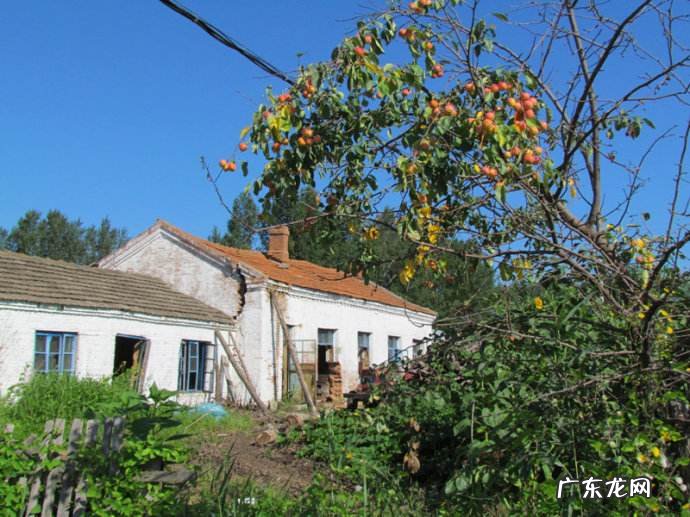 移植大树还需要注意哪些问题 移树有什么风水讲究