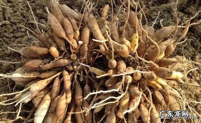 天冬是什么样子的 天冬是什么东西