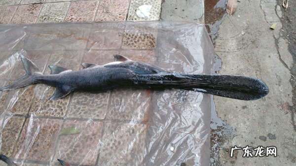 淡水鸭嘴鱼 鸭嘴鱼是什么鱼