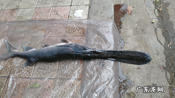 淡水鸭嘴鱼 鸭嘴鱼是什么鱼