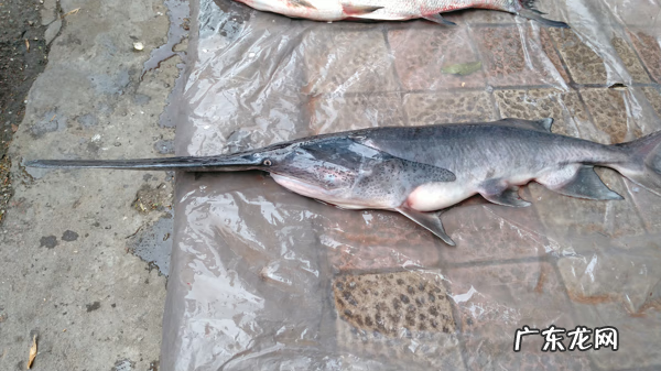 淡水鸭嘴鱼 鸭嘴鱼是什么鱼