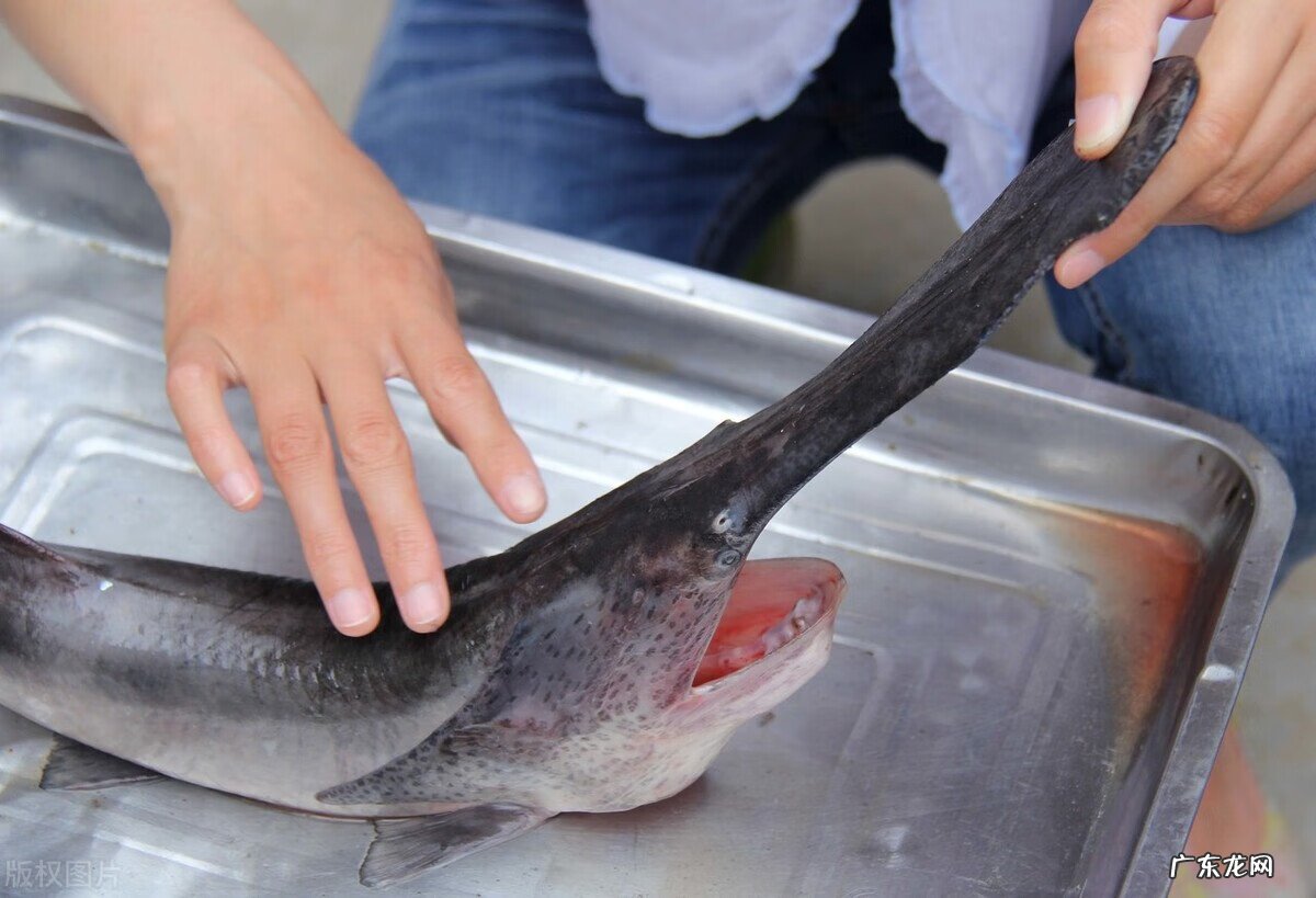 淡水鸭嘴鱼 鸭嘴鱼是什么鱼
