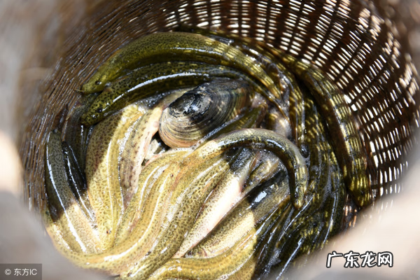 螃蟹不能和什么吃在一起 吃螃蟹不能喝什么一起吃