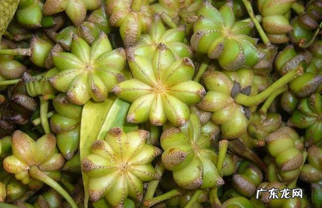 八角树种植的风水禁忌 种八角树风水