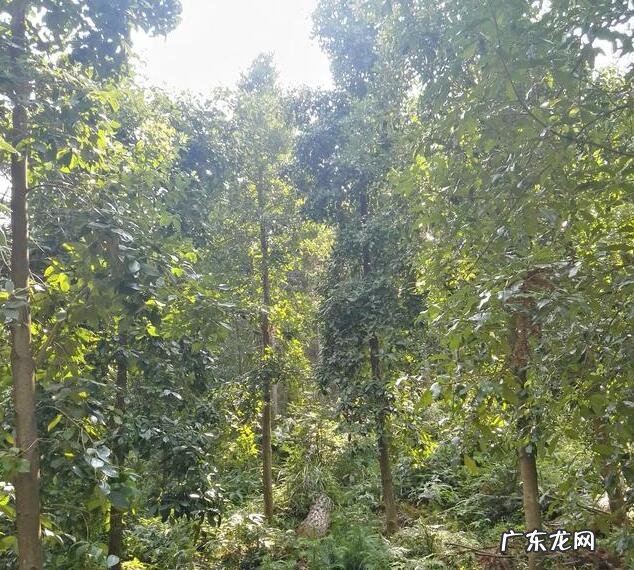 八角树种植的风水禁忌 种八角树风水