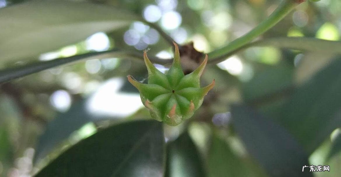 八角树种植的风水禁忌 种八角树风水