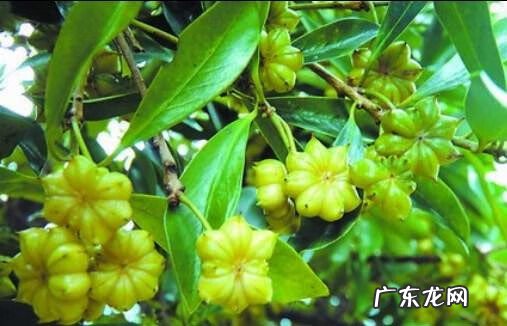 八角树种植的风水禁忌 种八角树风水