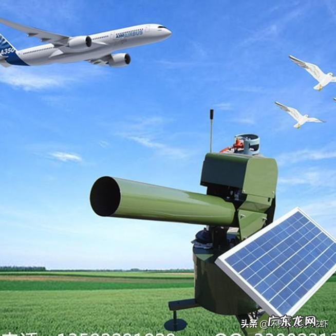 山里的玉米熟了,很多鸟儿偷吃玉米,野生动物咱也不敢抓,请问有什么好办法驱赶?