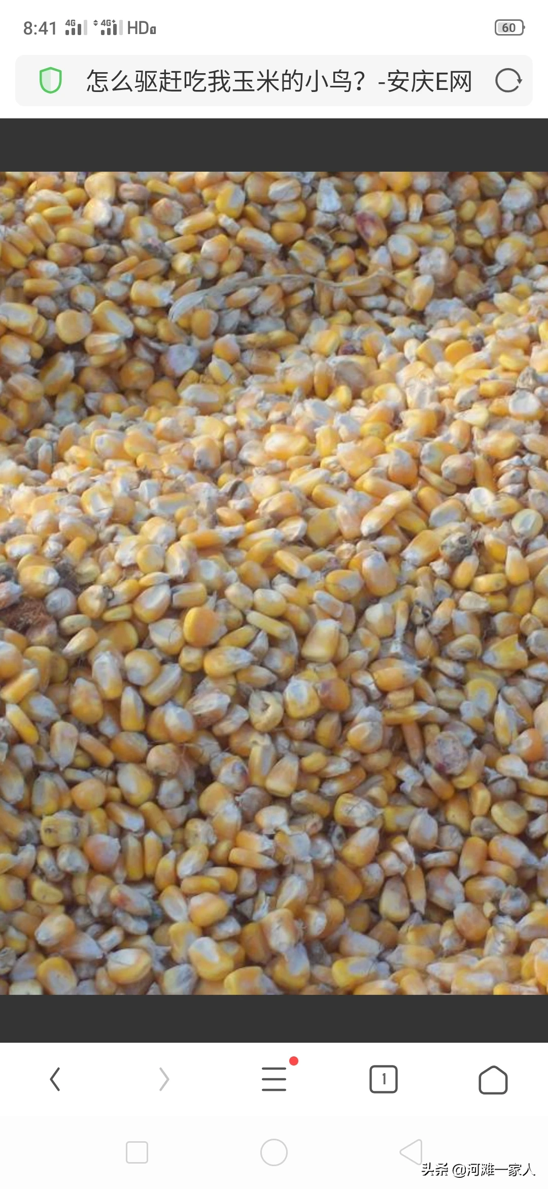 山里的玉米熟了,很多鸟儿偷吃玉米,野生动物咱也不敢抓,请问有什么好办法驱赶?