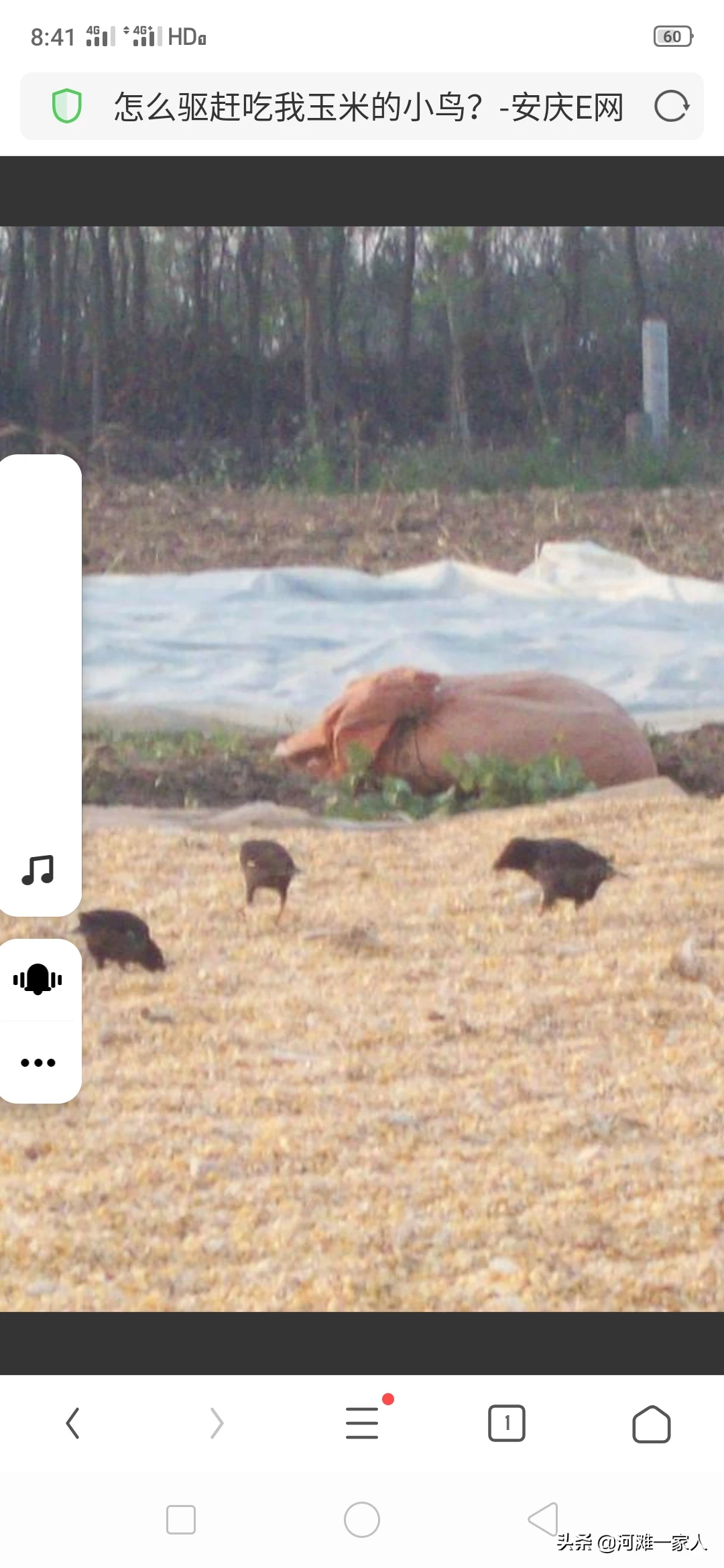 山里的玉米熟了,很多鸟儿偷吃玉米,野生动物咱也不敢抓,请问有什么好办法驱赶?