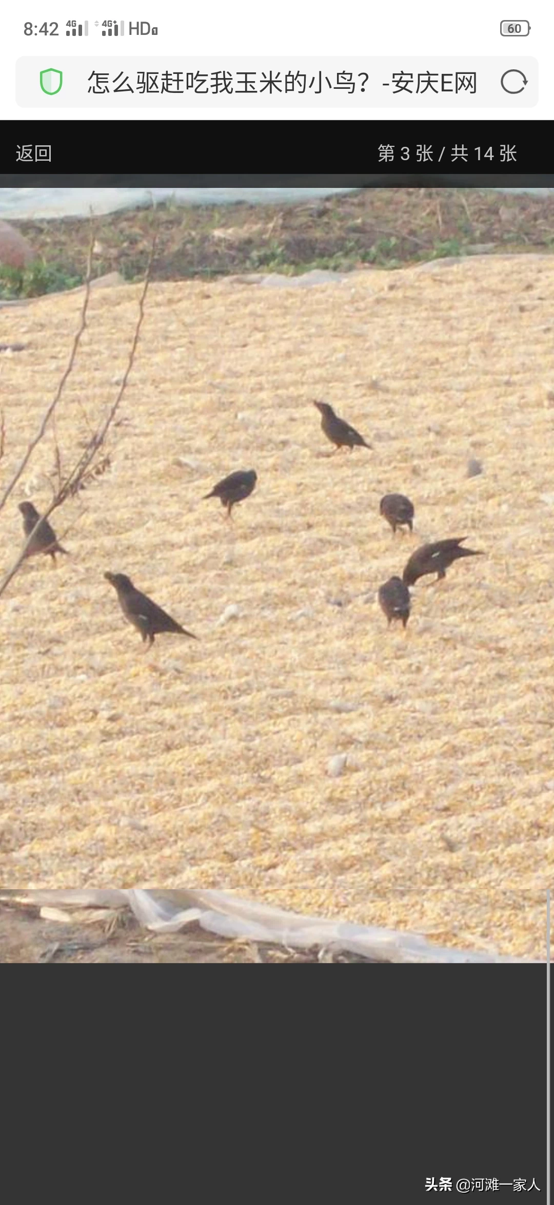 山里的玉米熟了,很多鸟儿偷吃玉米,野生动物咱也不敢抓,请问有什么好办法驱赶?