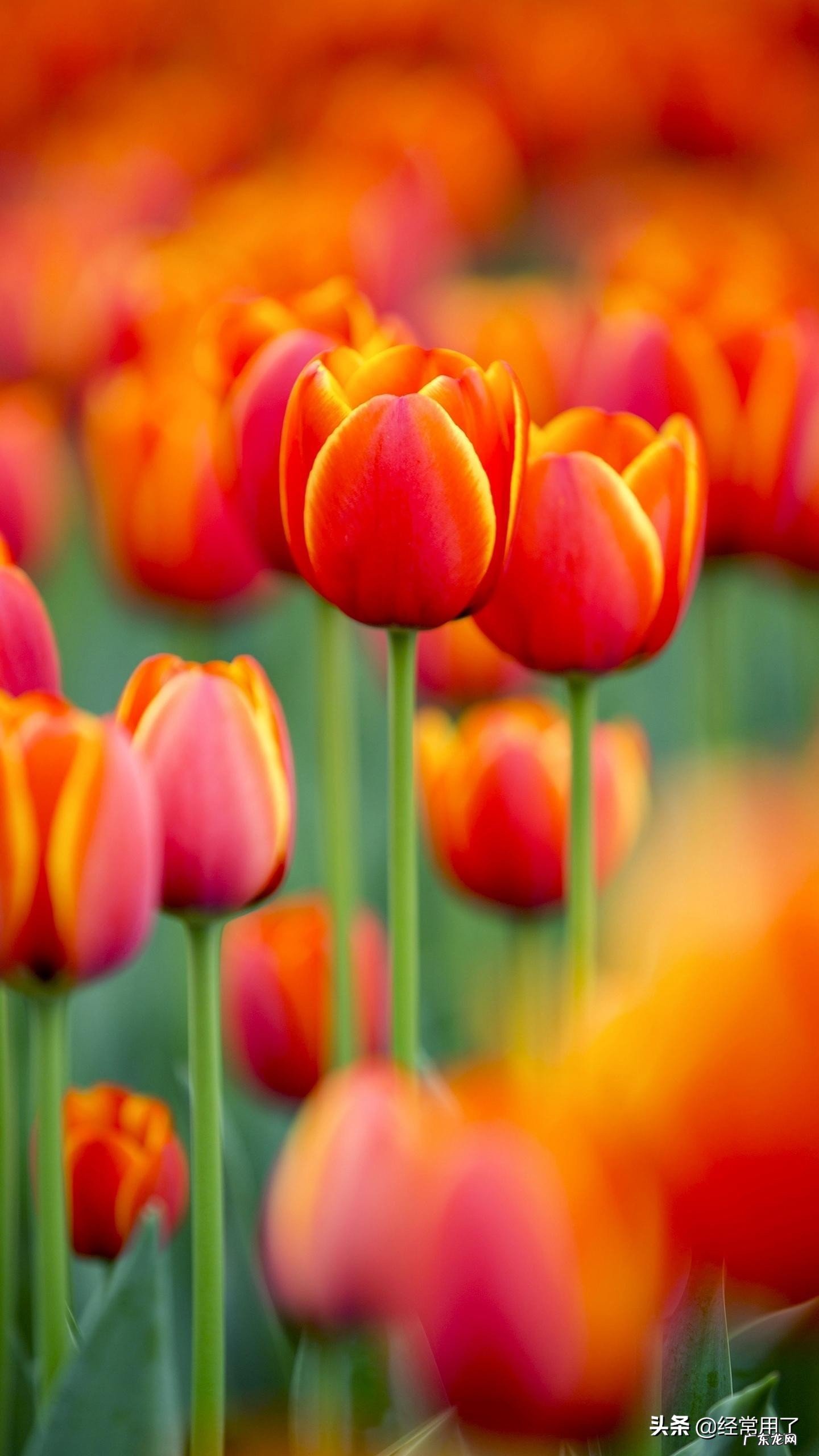 学习英语最快的方法是什么?