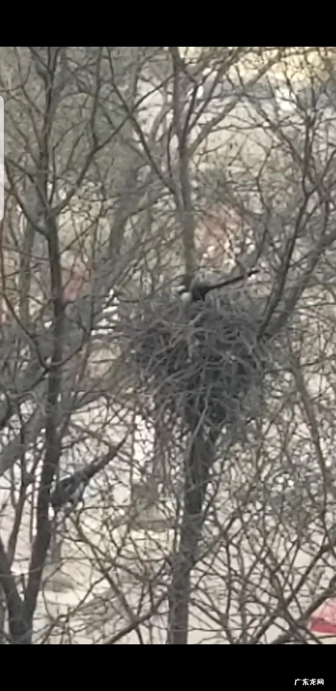 喜鹊在窗外筑巢风水 喜鹊筑巢的地方风水