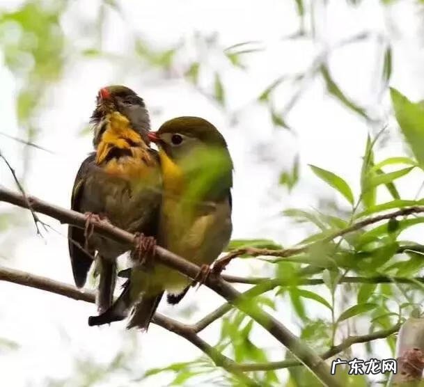 喜鹊在窗外筑巢风水 喜鹊筑巢的地方风水