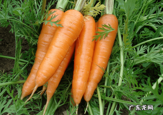 胡萝卜的好处和功效 胡萝卜的功效与作用有哪些