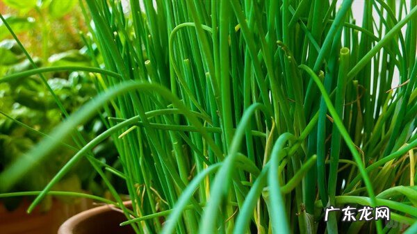 雨水节气风俗食物 雨水节气吃什么最合适
