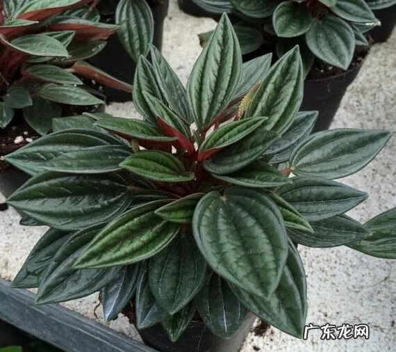 红背椒草能叶插吗 红边椒草的风水禁忌