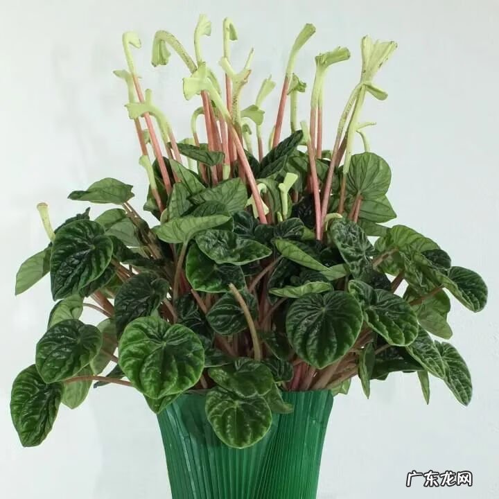 红背椒草能叶插吗 红边椒草的风水禁忌