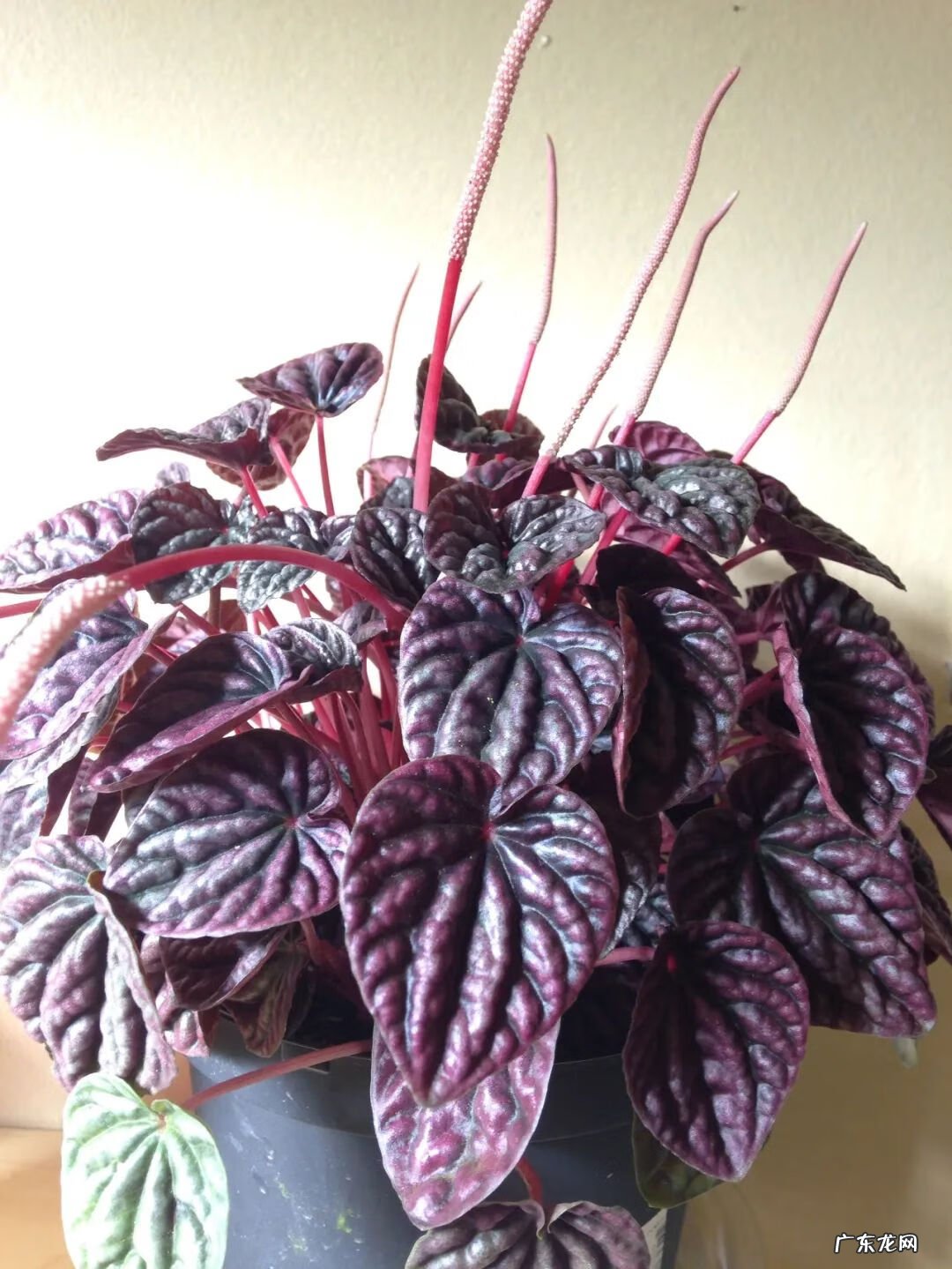 红背椒草能叶插吗 红边椒草的风水禁忌