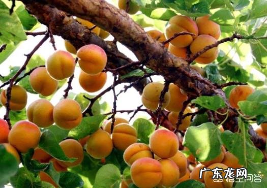 农村有句俗话:“吃桃养人,吃杏害人”是什么意思?杏子真的不能多吃吗?