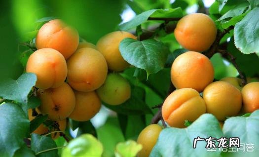 农村有句俗话:“吃桃养人,吃杏害人”是什么意思?杏子真的不能多吃吗?