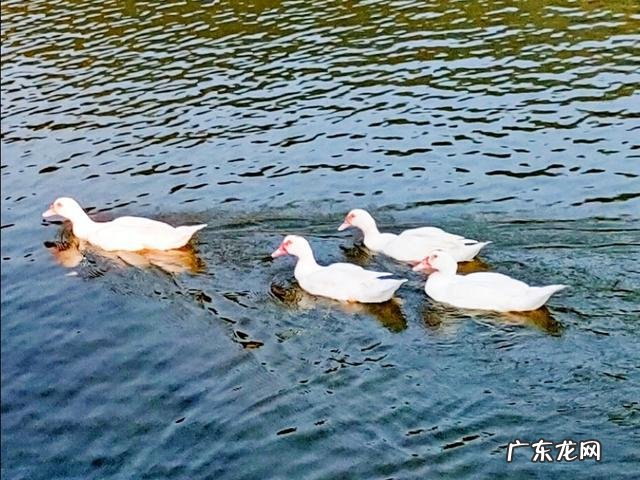 怎样拍摄好农村风光?