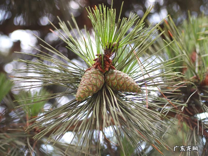 奥林巴斯ep1和ep2 奥林巴斯EP1 和EP3