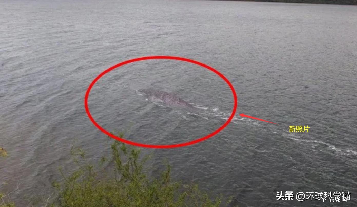 尼斯湖到底有没有水怪?