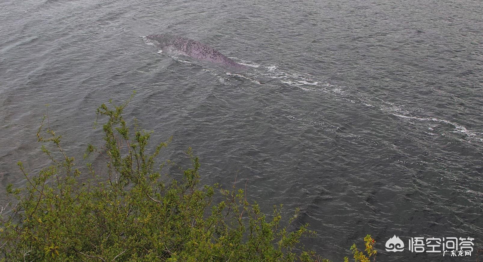 尼斯湖到底有没有水怪?